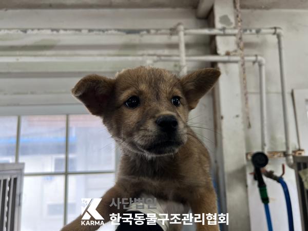 종료(안락사) 믹스…